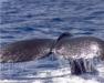 Hawaii Whale Watching Tour - Oahu Navatek Whale Watch Lunch Cruise